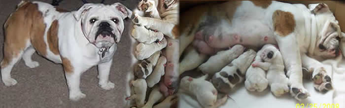 English Bulldog puppies for sale